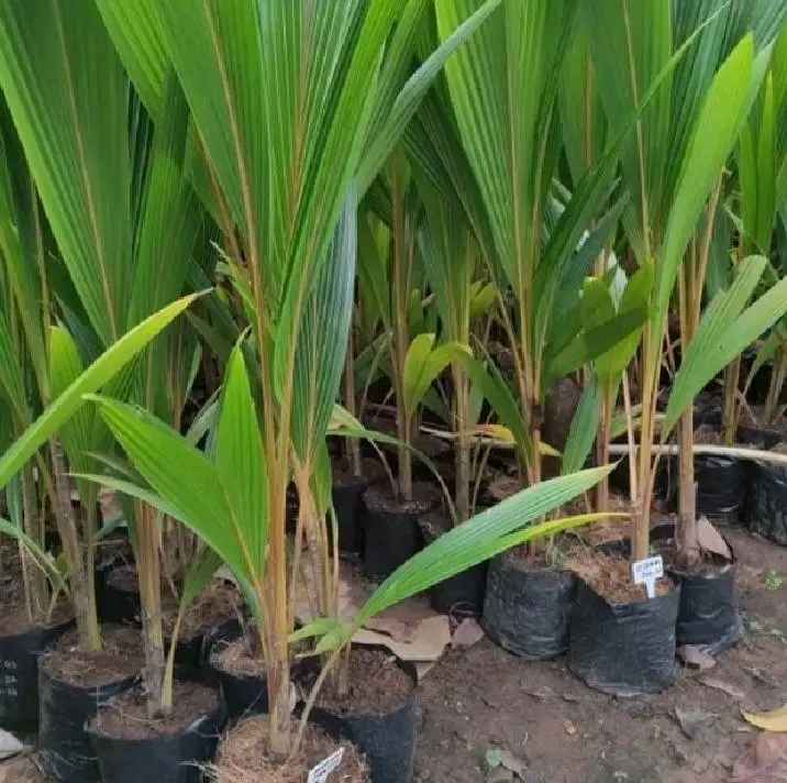 Apakah Ada Bibit Kelapa Kopyor